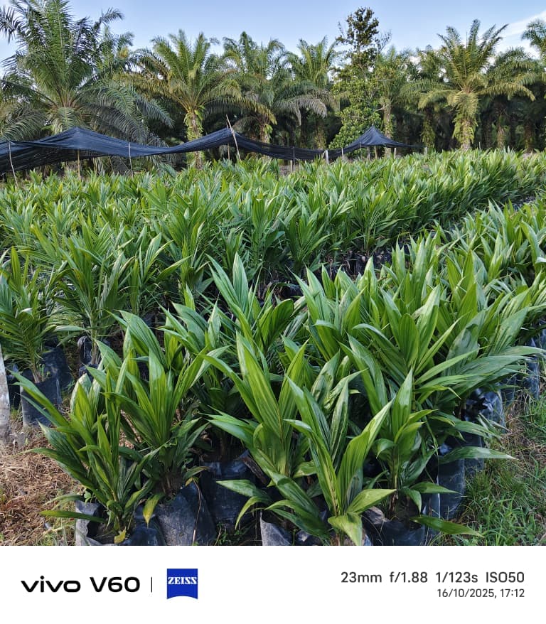 Bibit Kelapa Sawit Berkualiti